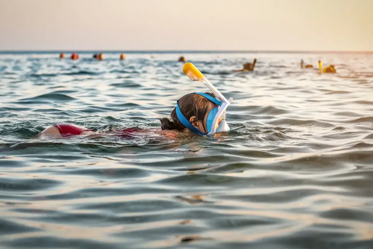 Dolphin Encounters: A Highlight of Snorkeling in Panama City Beach