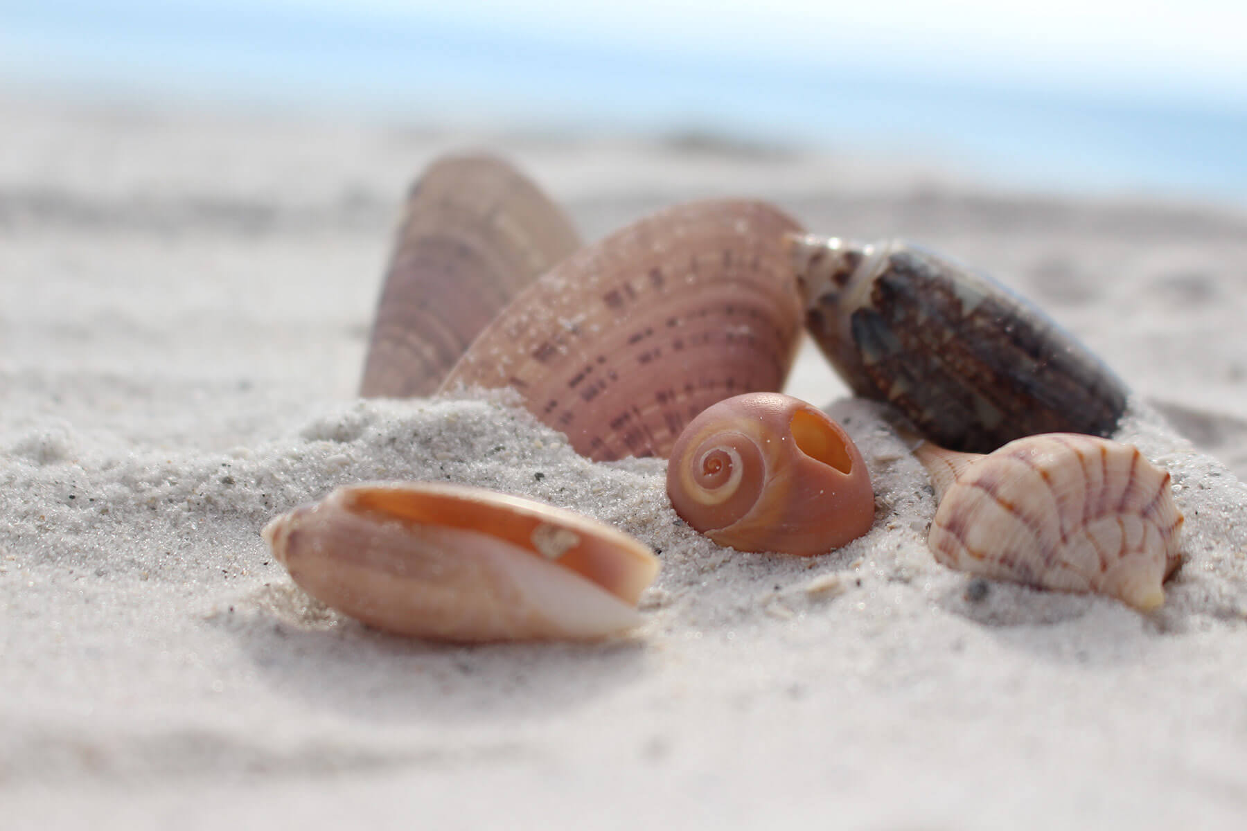 A Local’s Guide to the Types of Seashells You Can Find in Panama City Beach