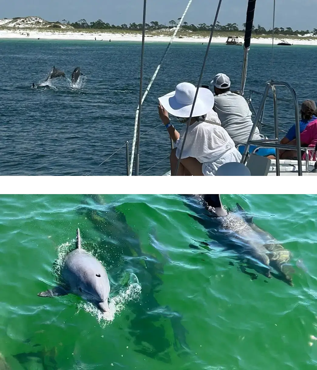 Best Time of Year to See Dolphins in Panama City Beach