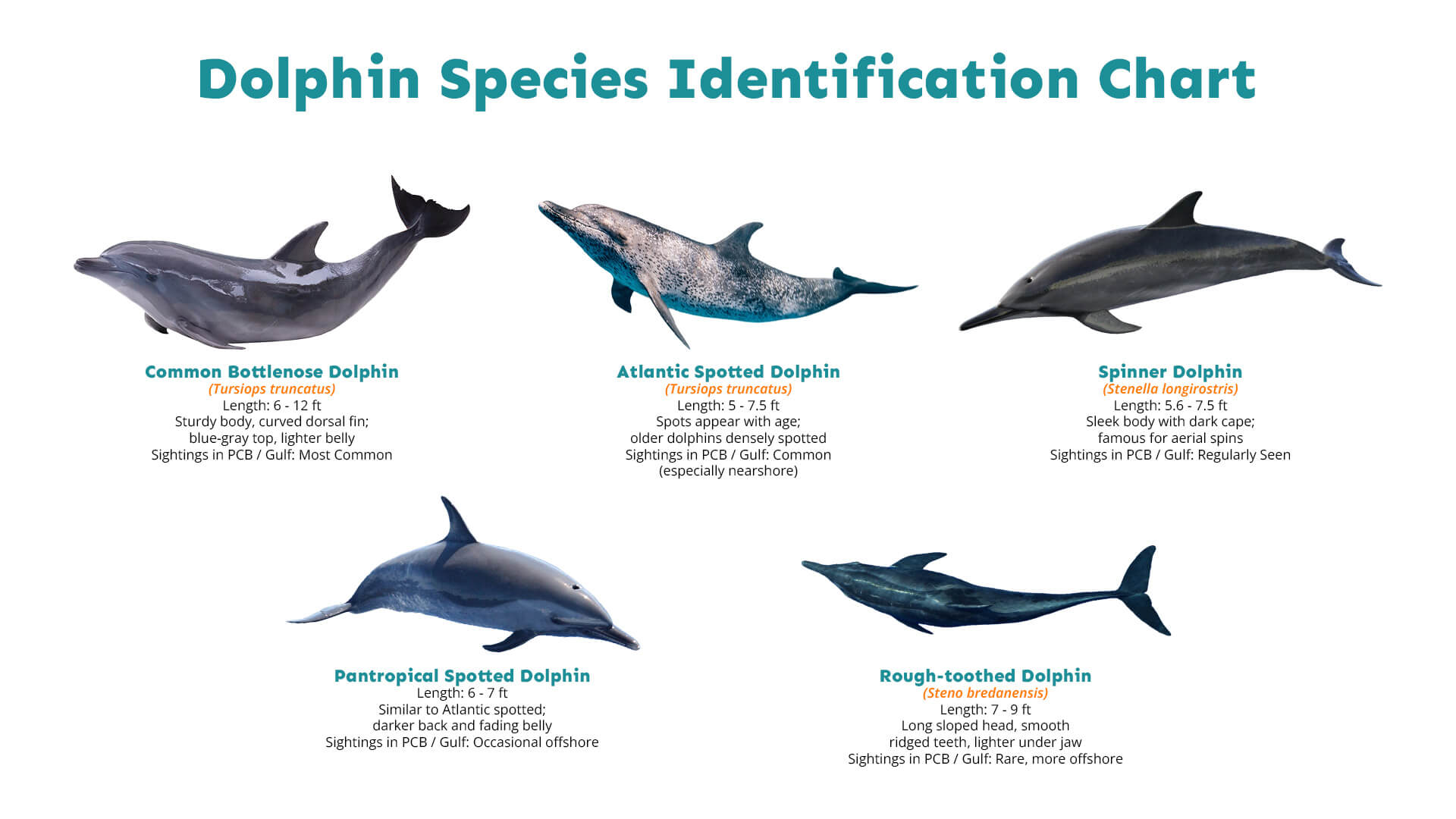 Types Of Dolphins In Florida Easy Dolphin Species Chart