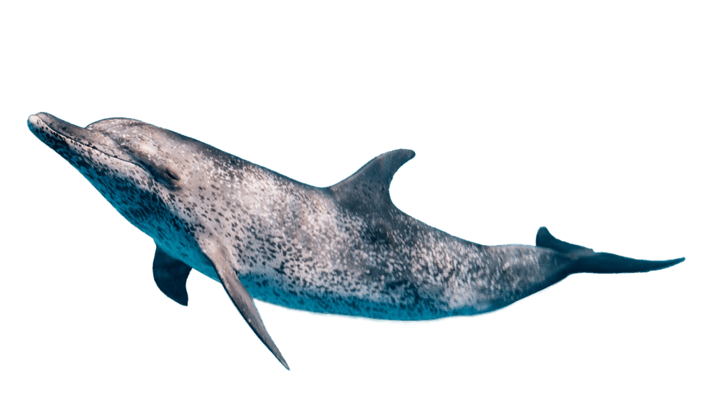 Atlantic Spotted Dolphin in Florida