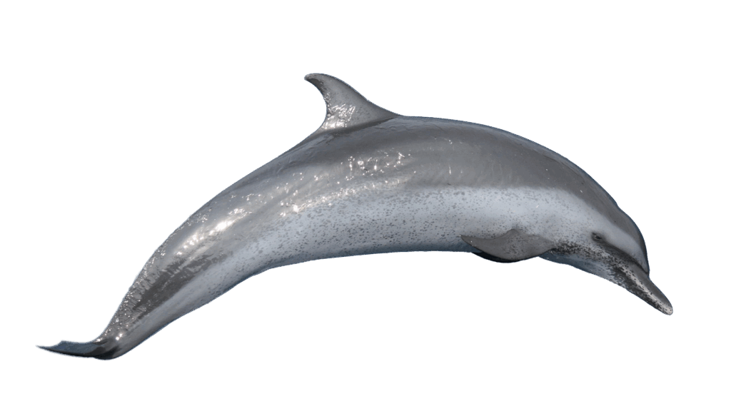 Pantropical Spotted Dolphin in Florida