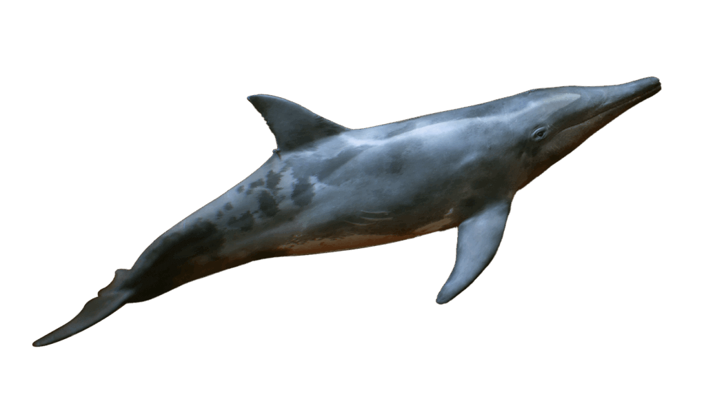 Rough Toothed Dolphin in Florida