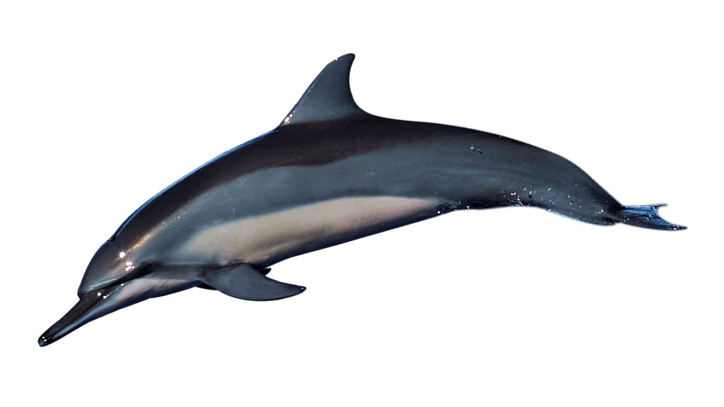 Spinner Dolphin in Florida