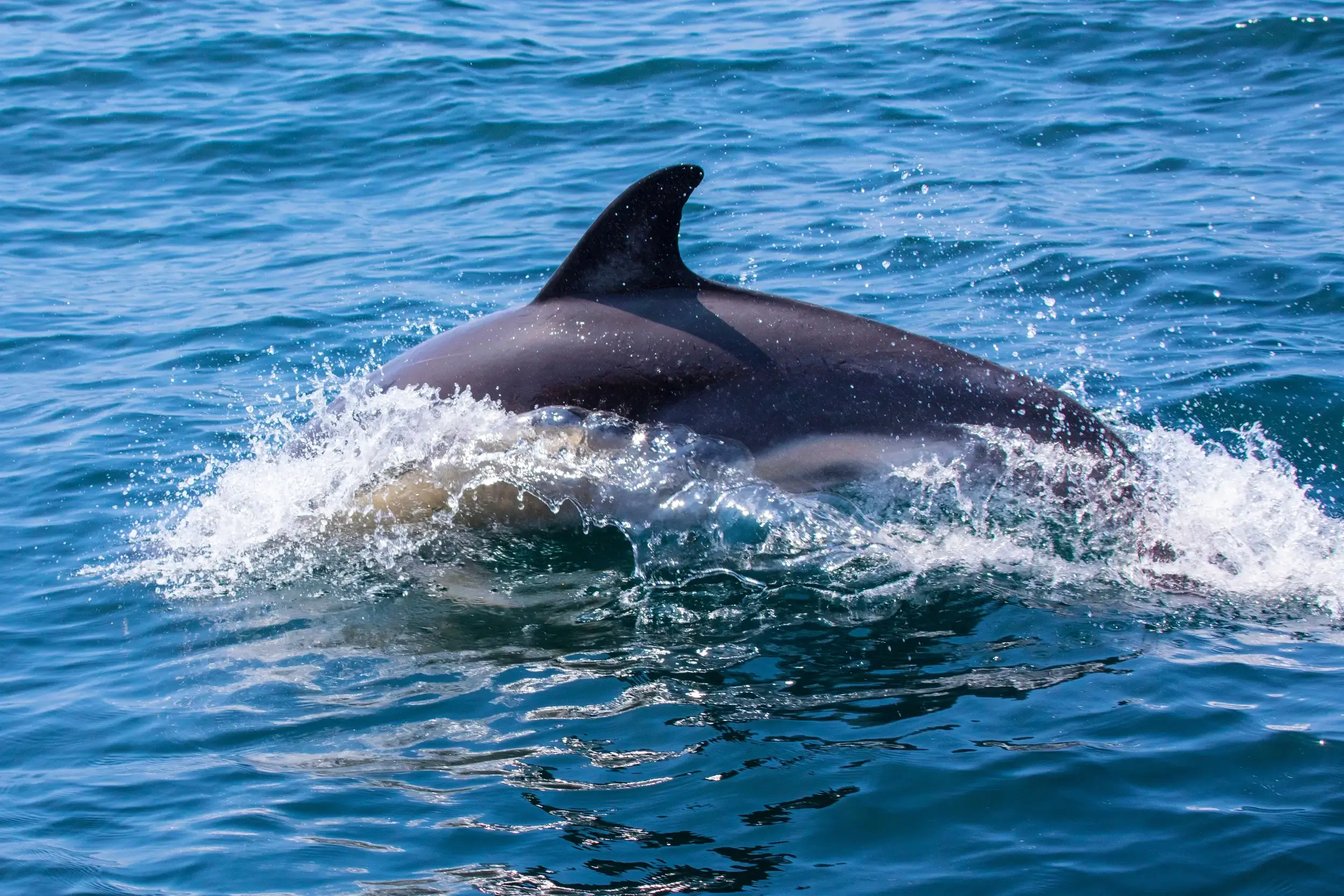 Can You Swim with Dolphins in Panama City Beach?