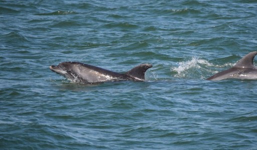 Two dolphins playing in the water